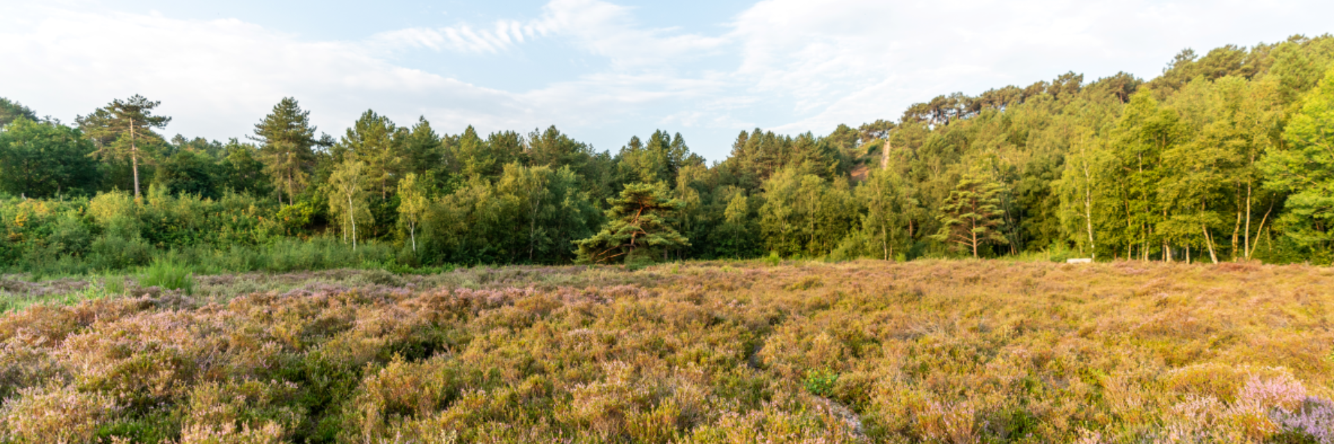 Heide en bomen in Schoorl met zonlicht